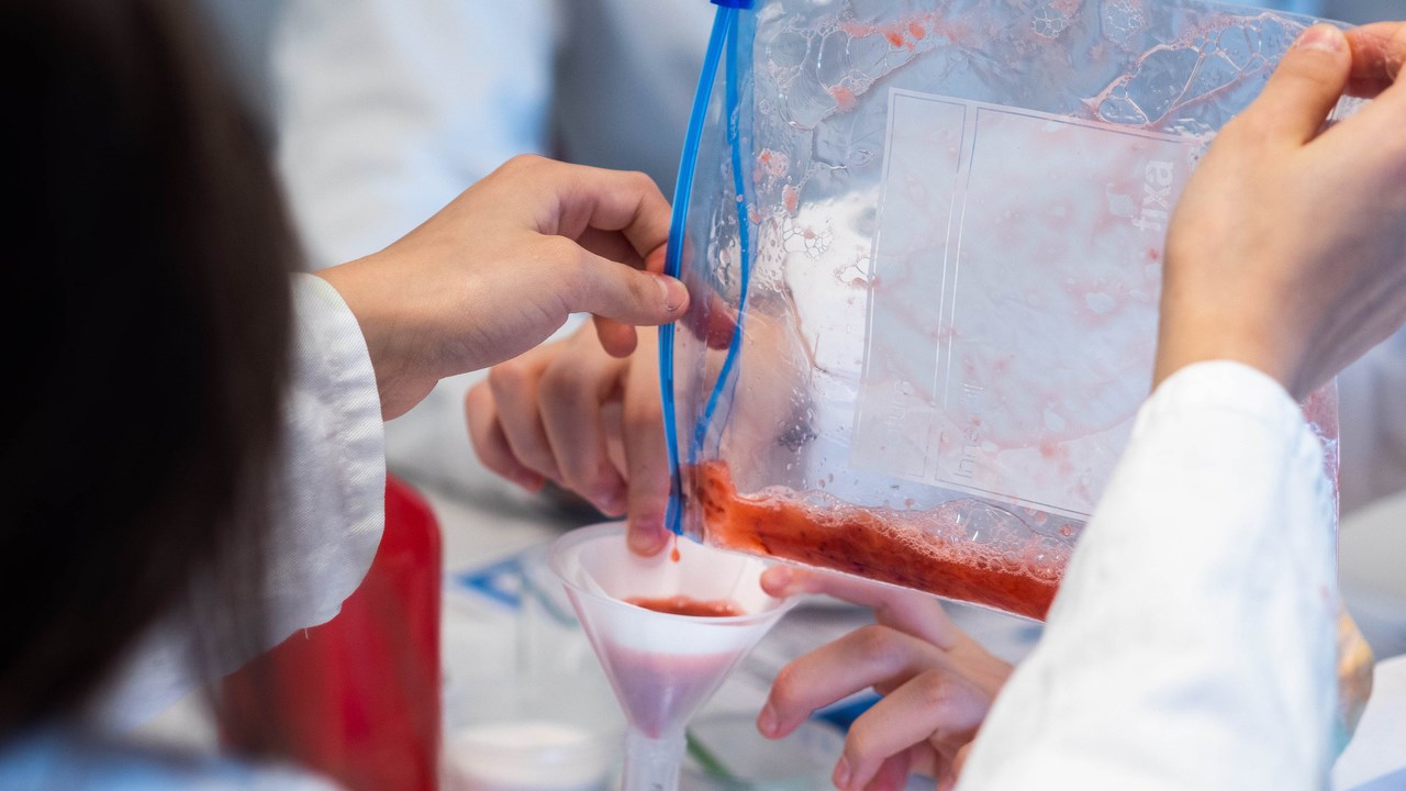 Kemiexperiment där besökarna fiska upp DNA från jordgubbar