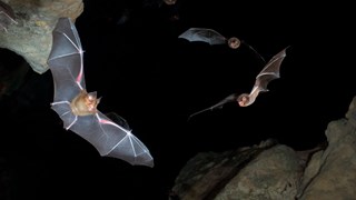 Flygande fladdermöss i svart himmel
