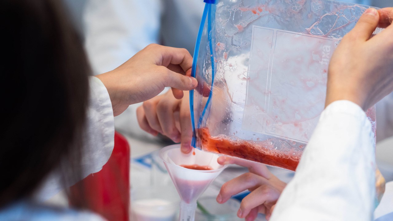 Kemiexperiment där besökarna fiska upp DNA från jordgubbar