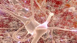 Mitokondrier Neuron