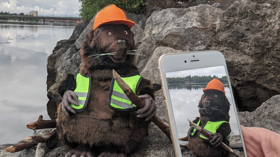 En bäverdocka som står vid Umeälvens strand fotas med en mobiltelefon