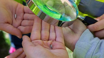 Barn tittar på solrosfrön genom ett förstoringsglas