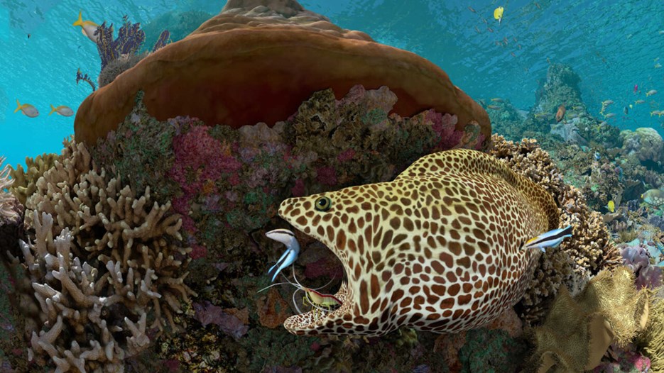 A coral reef with a moray eel devouring a fish