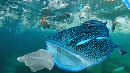 En fisk är på väg och sluka en plastpåse i ett hav fyllt med plast
