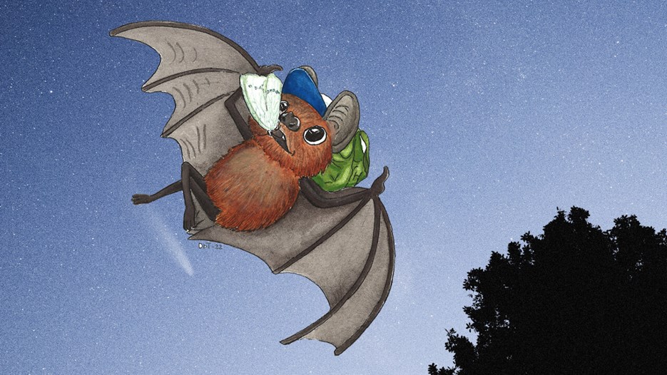 Illustrated bat flying at night